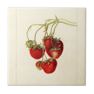 Vintage-Erdbeeren-Zeichnung Kunst Fliese
