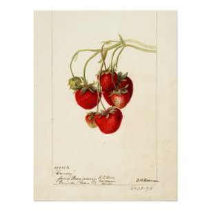 Vintage-Erdbeeren-Zeichnung Kunst Poster