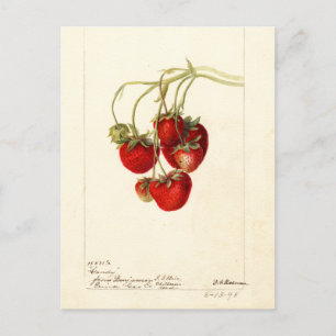 Vintage-Erdbeeren-Zeichnung Kunst Postkarte