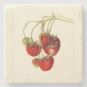 Vintage-Erdbeeren-Zeichnung Kunst Steinuntersetzer