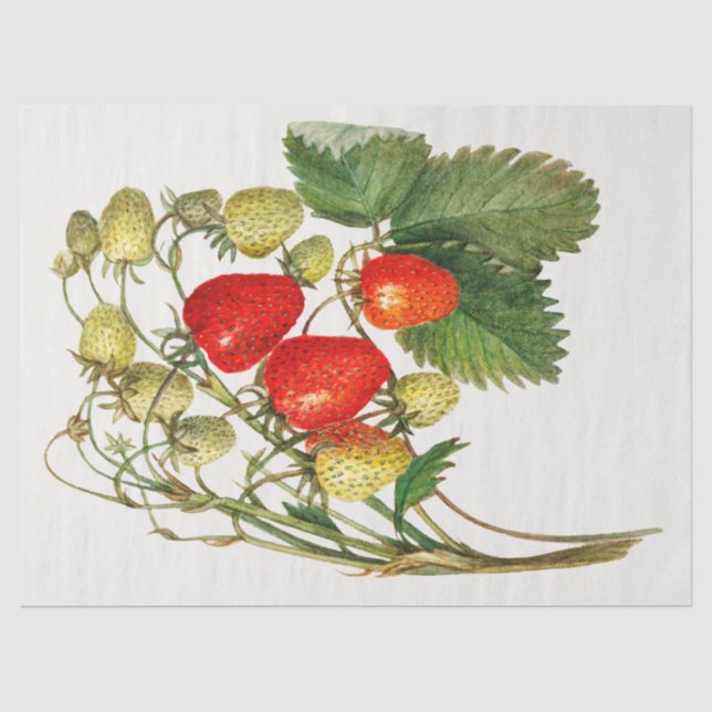 Vintage Erdbeerzweigung Seidenpapier (Vorderseite)
