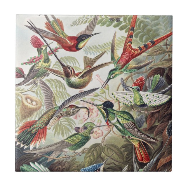Vintage Ernst Haeckel Farbposter Kolibri Fliese (Vorderseite)
