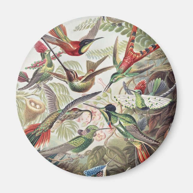 Vintage Ernst Haeckel Farbposter Kolibri Magnet (Vorne)