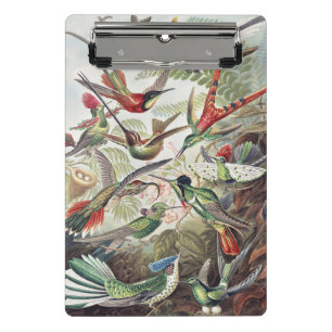 Vintage Ernst Haeckel Farbposter Kolibri Mini Klemmbrett