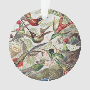 Vintage Ernst Haeckel Farbposter Kolibri Ornament