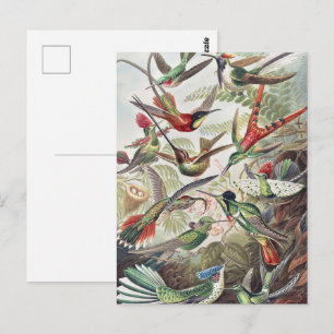 Vintage Ernst Haeckel Farbposter Kolibri Postkarte