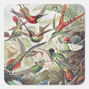 Vintage Ernst Haeckel Farbposter Kolibri Quadratischer Aufkleber