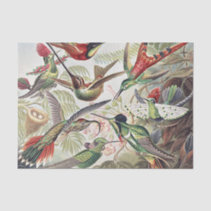 Vintage Ernst Haeckel Farbposter Kolibri Seidenpapier