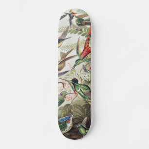 Vintage Ernst Haeckel Farbposter Kolibri Skateboard
