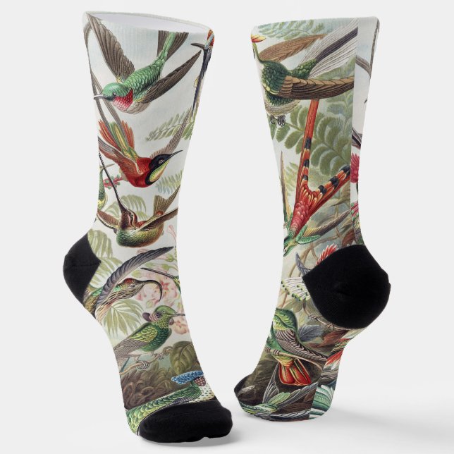 Vintage Ernst Haeckel Farbposter Kolibri Socken (Gewinkelt)