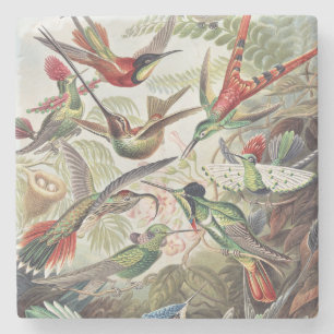 Vintage Ernst Haeckel Farbposter Kolibri Steinuntersetzer