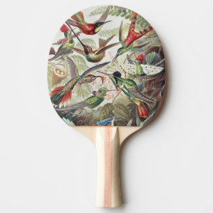 Vintage Ernst Haeckel Farbposter Kolibri Tischtennis Schläger