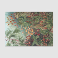Vintage Ernst Haeckel Moos Poster