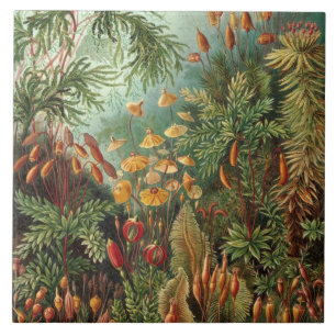 Vintage Ernst Haeckel Moose Fliese