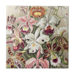Vintage Ernst Haeckel Orchideen Botanischer Druck Fliese