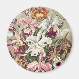 Vintage Ernst Haeckel Orchideen Botanischer Druck Magnet