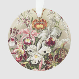 Vintage Ernst Haeckel Orchideen Botanischer Druck Ornament