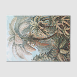 Vintage Ernst Haeckel Palmen Poster Seidenpapier