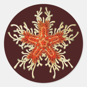 Vintage Ernst Haeckel Runder Aufkleber