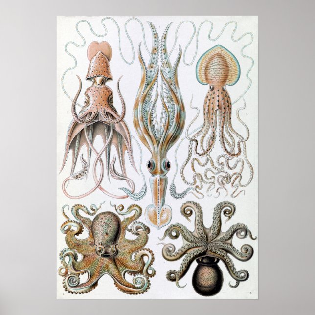 Vintage Ernst Haeckel-Tintenfische und Oktopus Poster (Vorne)