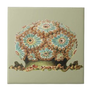 Vintage Ernst Haeckel Türkis Orange Meerestiere Fliese