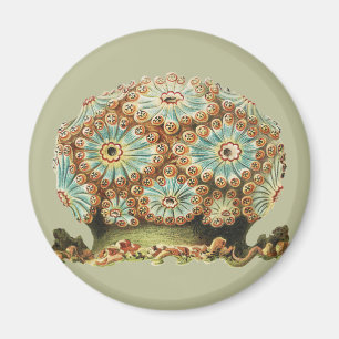 Vintage Ernst Haeckel Türkis Orange Meerestiere Magnet