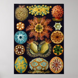 Vintage Ernst Haeckel wissenschaftliche Illustrati Poster