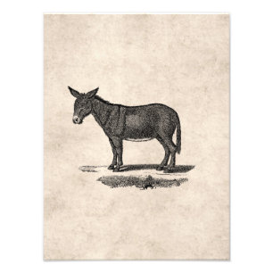 Vintage Esel Illustration - Esel aus dem 19. Jahrh Fotodruck