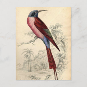 Vintage Exotischer Vogel Postkarte
