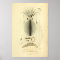 Vintage Farbdrucke 1845 Reef Tintenfisch