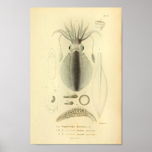 Vintage Farbdrucke 1845 Reef Tintenfisch Poster