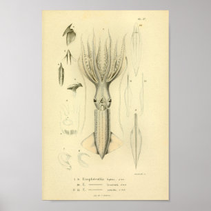 Vintage Farbdruckkunst 1845 Tintenfisch Poster
