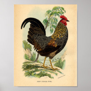 Vintage Farm Viktorianisch Print Rooster Poster