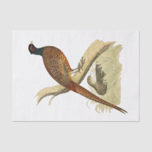 Vintage Fasan auf Ast Jagdvogel Zeichnung Farbe Seidenpapier
