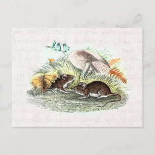 Vintage Feldmaus mit Pilzen Alte Retro Mäuse Postkarte