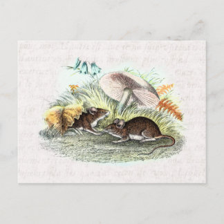 Vintage Feldmäuse mit Pilzen alte Retromäuse Postkarte