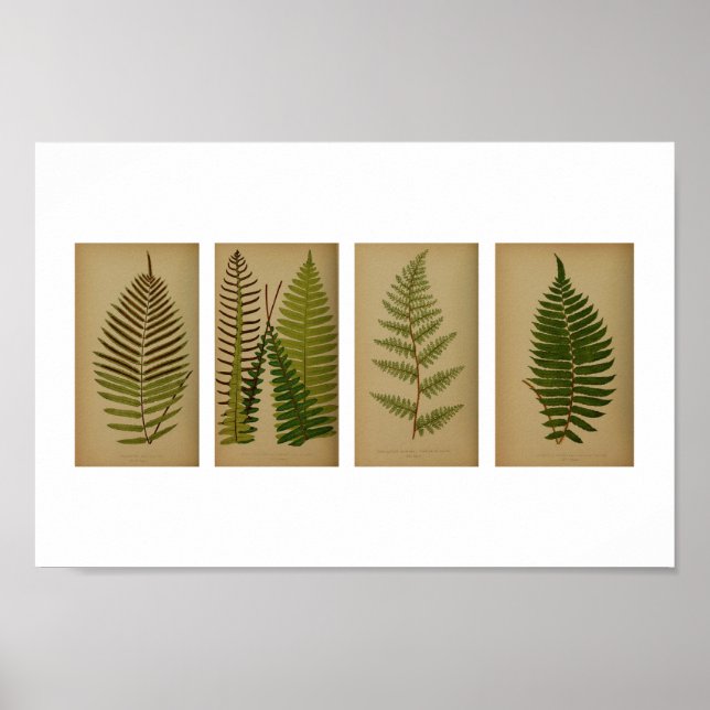 Vintage Ferns Botanische Schrift Poster (Vorne)