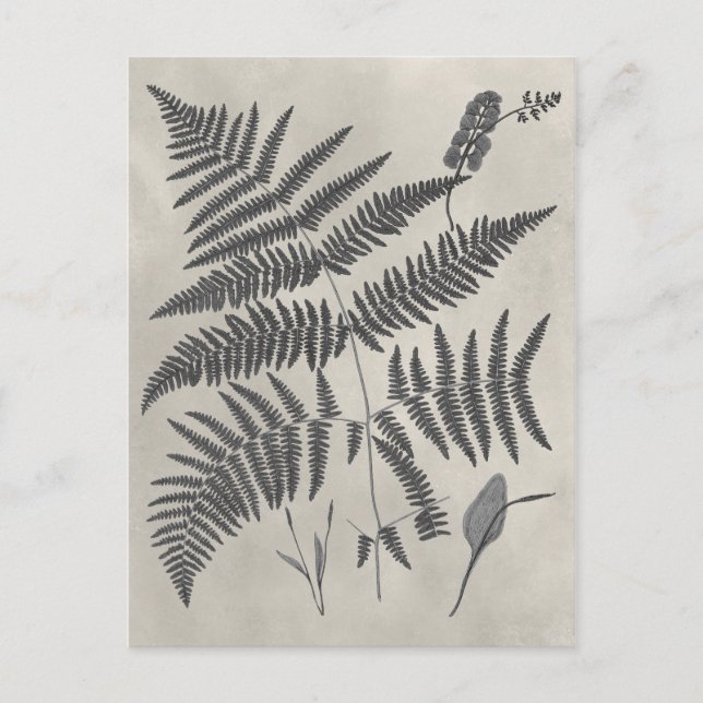 Vintage Ferns Postkarte (Vorderseite)