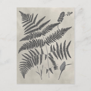 Vintage Ferns Postkarte