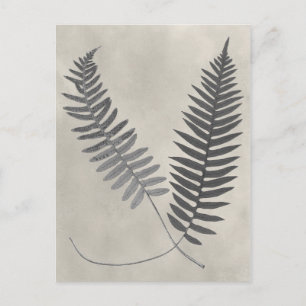 Vintage Ferns Postkarte