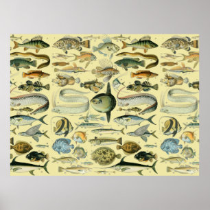 Vintage-Fisch wissenschaftliche Fischereikunst Poster