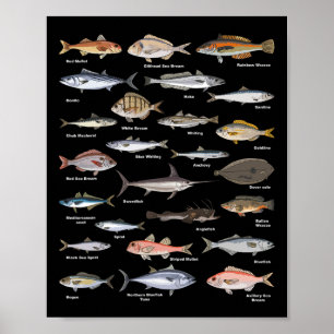 Vintage-Fischbestimmungsübersicht Fischen Poster