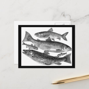 Vintage Fischdrucke Postkarte