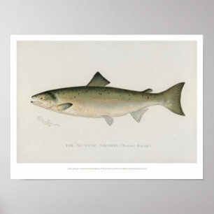 Vintage Fische - atlantische Lachse - Plakat