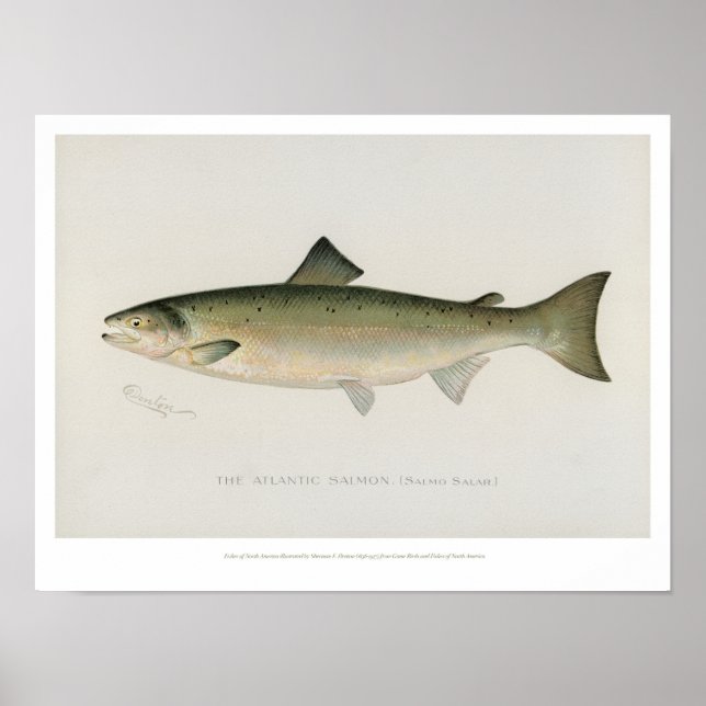 Vintage Fische - Atlantischer Lachs - Plakat (Vorne)