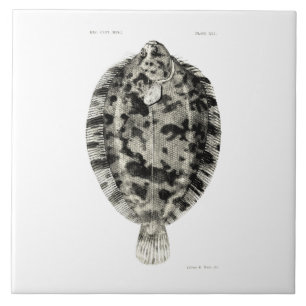 Vintage Fische der Wissenschafts-NZ - Fliese