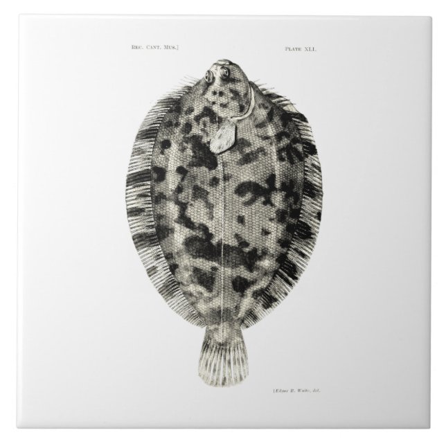 Vintage Fische der Wissenschafts-NZ - Fliese (Vorderseite)