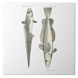 Vintage Fische der Wissenschafts-NZ - Hoki Fliese