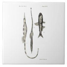 Vintage Fische der Wissenschafts-NZ - Rohr-und