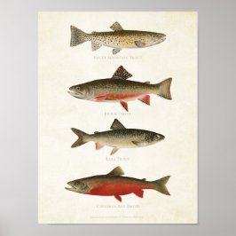 Vintage Fische - Forellen Poster